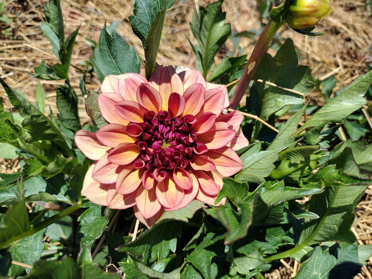 Creme De Cognac
