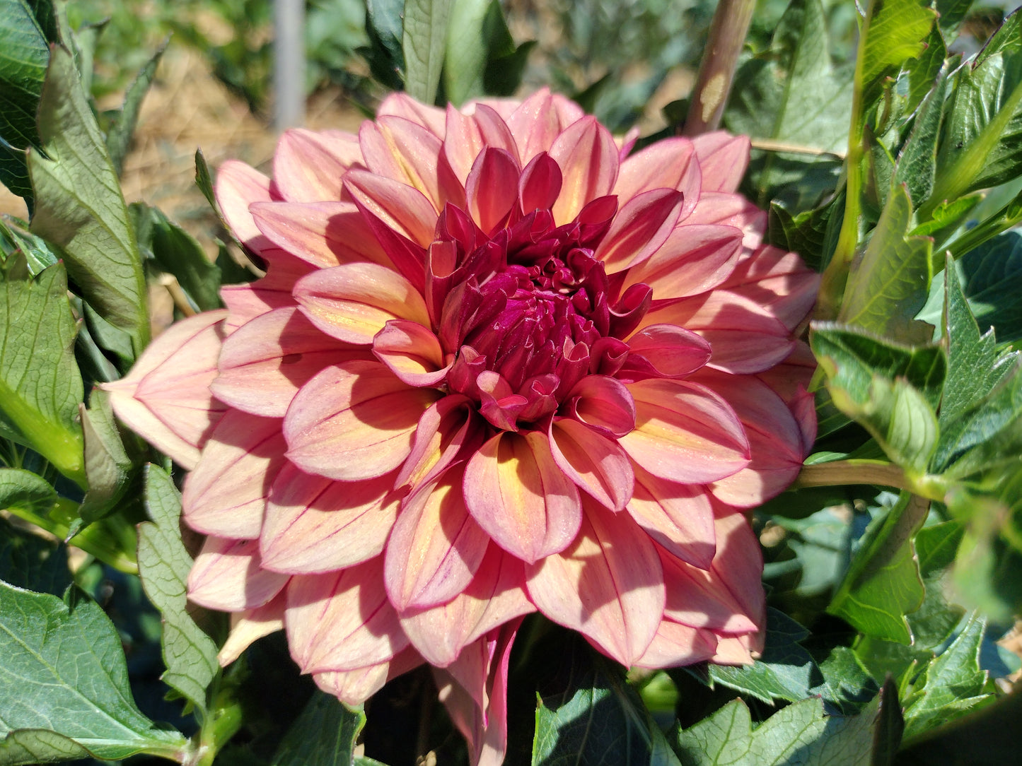 Creme De Cognac