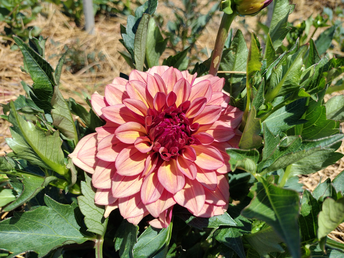 Creme De Cognac