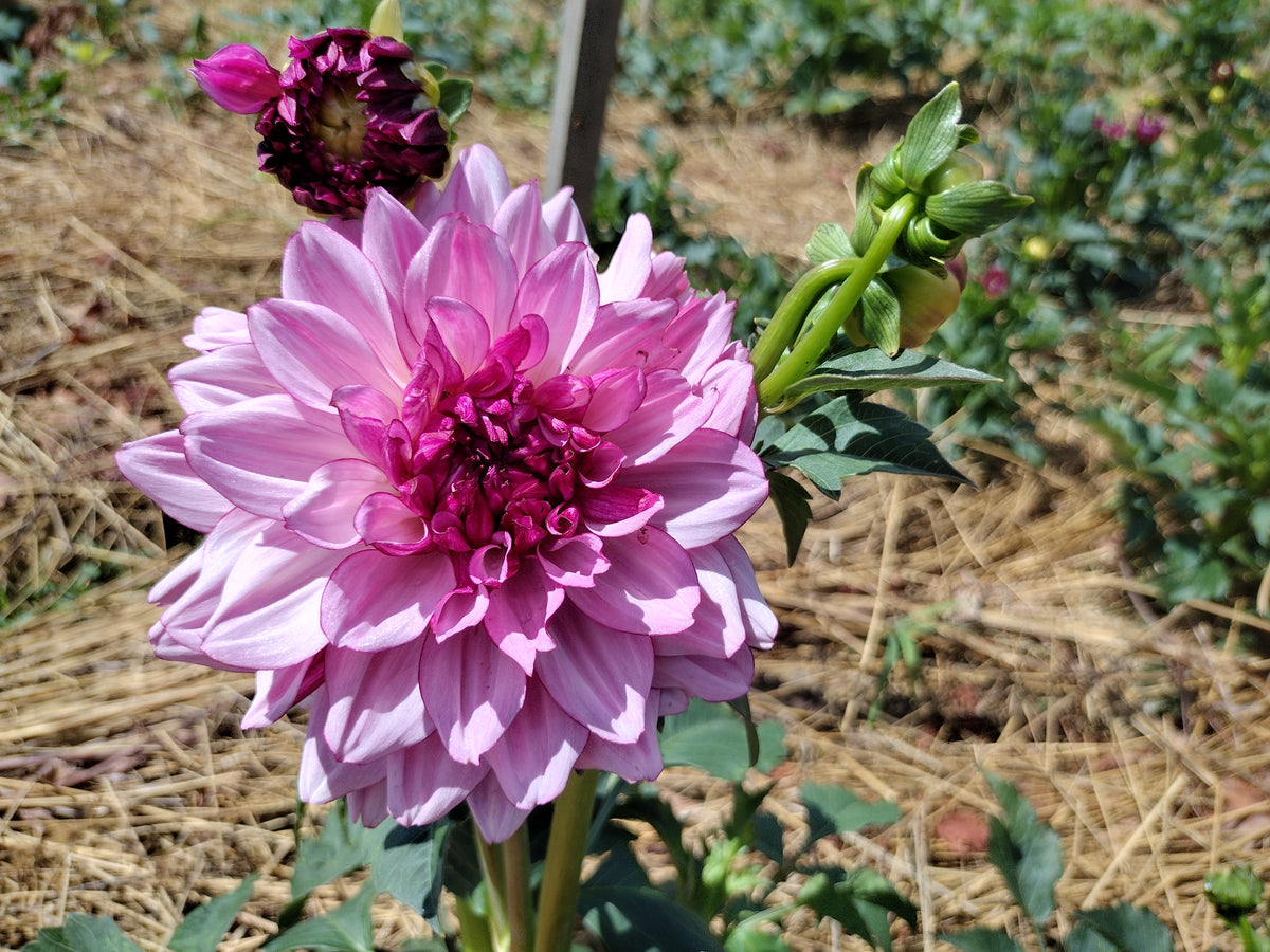 Creme De Cassis