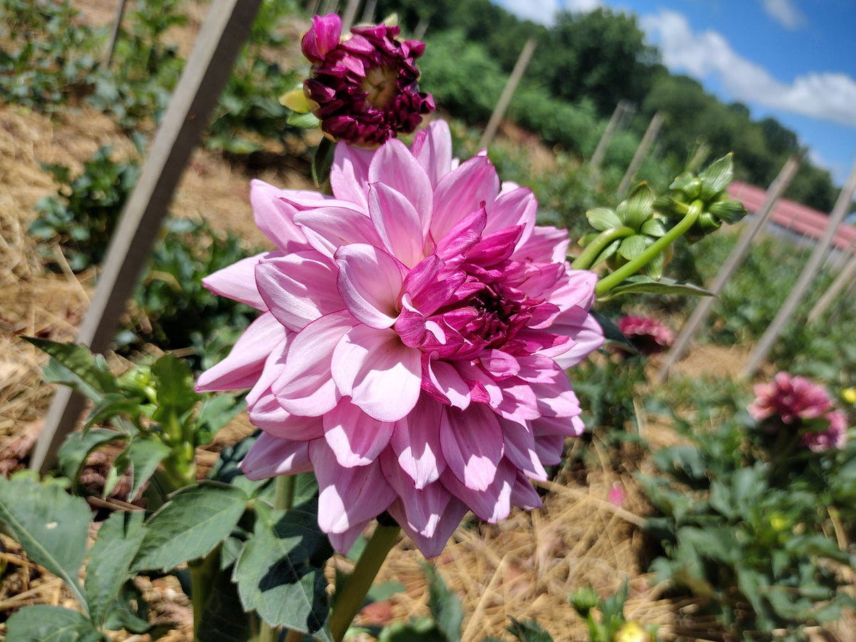 Creme De Cassis