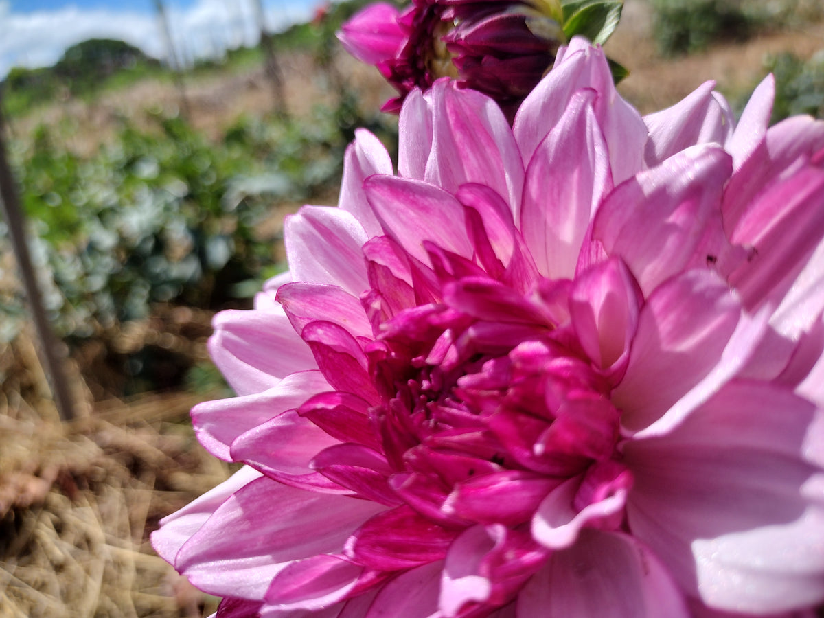 Creme De Cassis