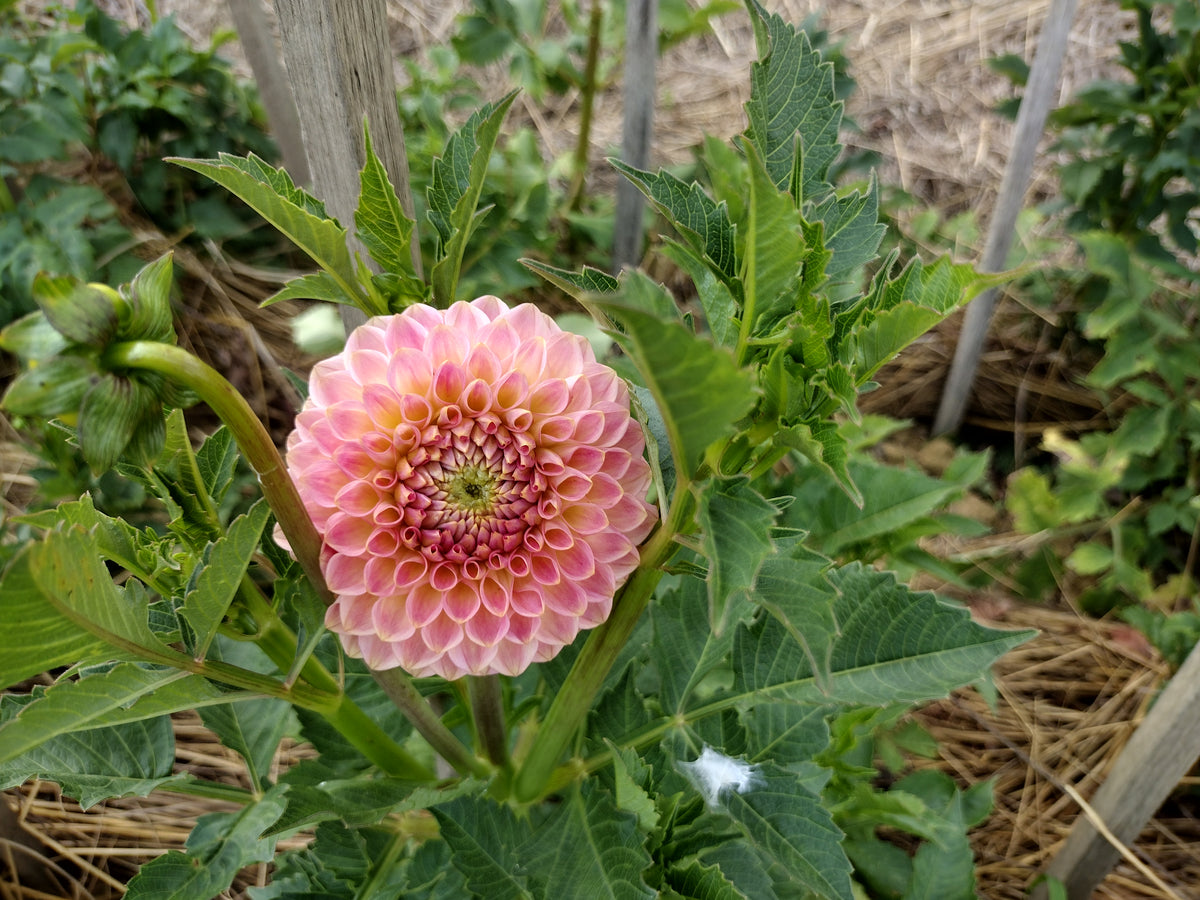 20th Ave Softer Peach