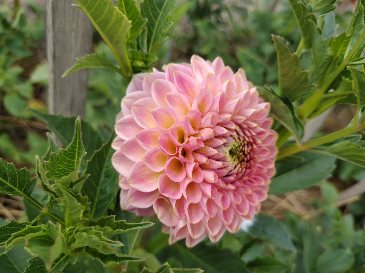 20th Ave Softer Peach