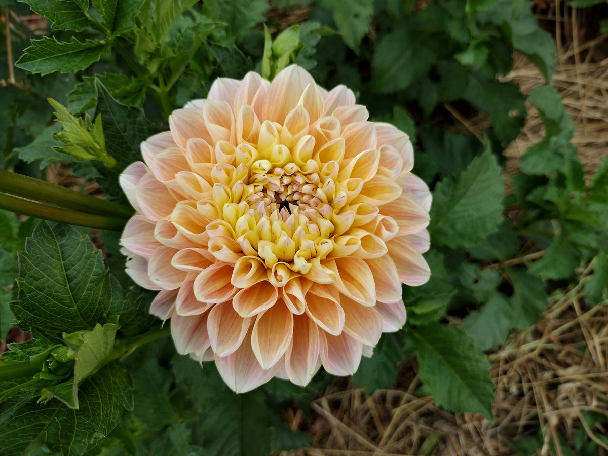 Honeydew