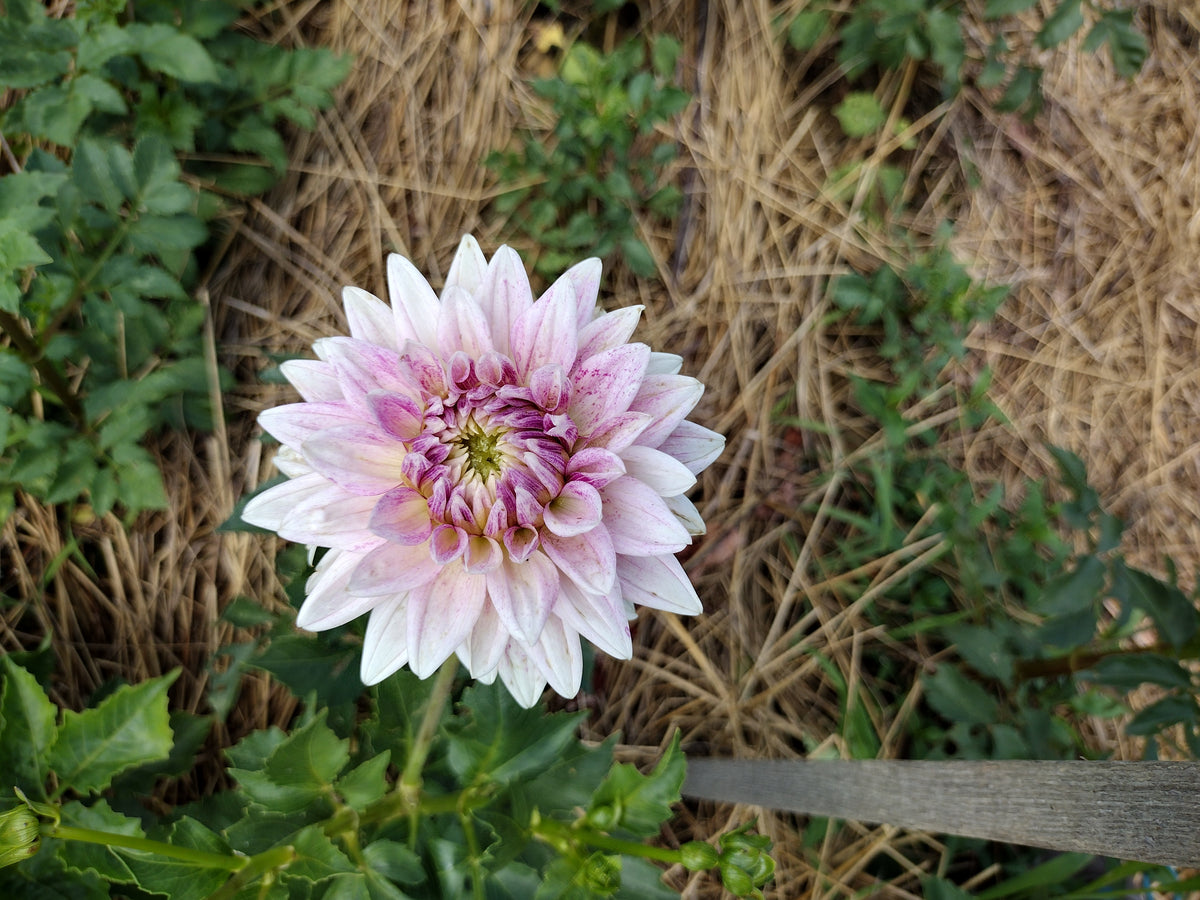 BJ's Dusty Rose