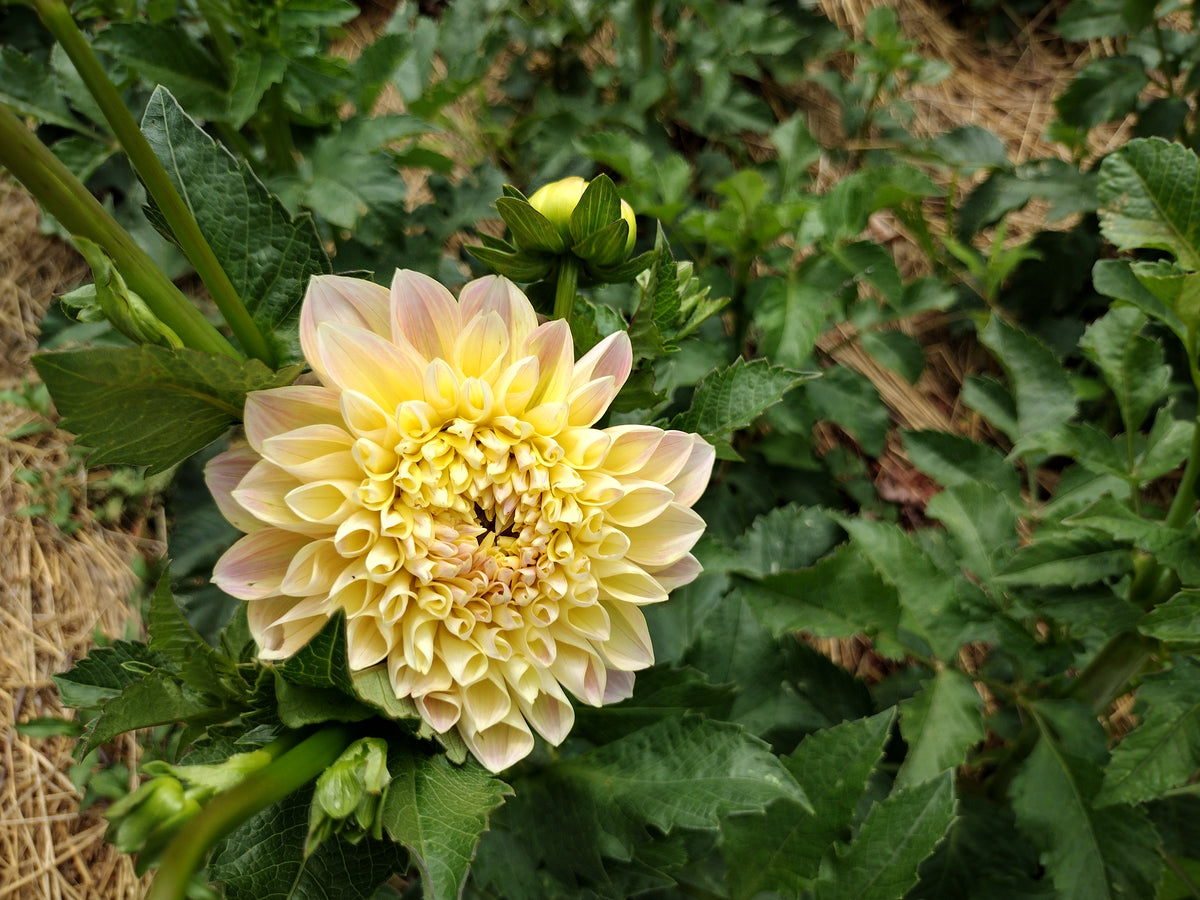 Honeydew