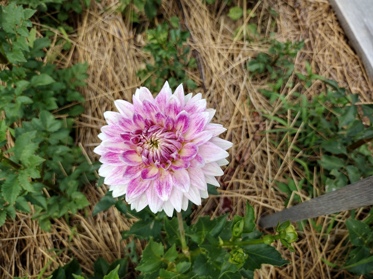 BJ's Dusty Rose