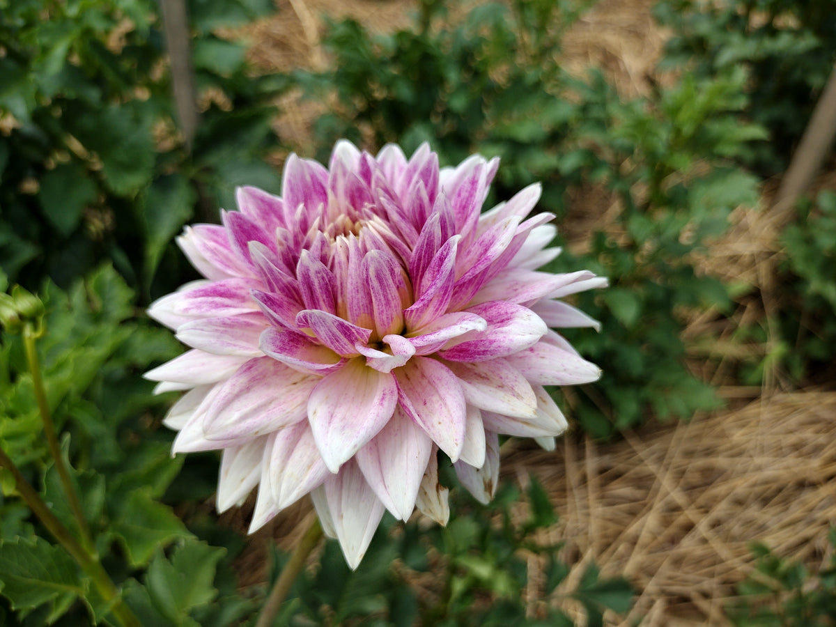 BJ's Dusty Rose