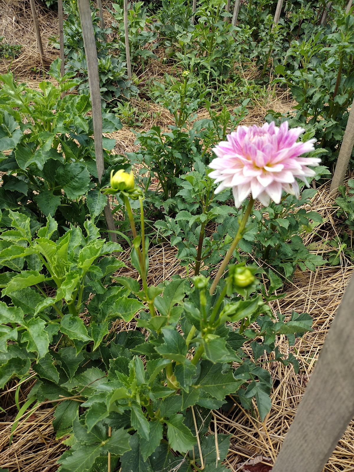 BJ's Dusty Rose