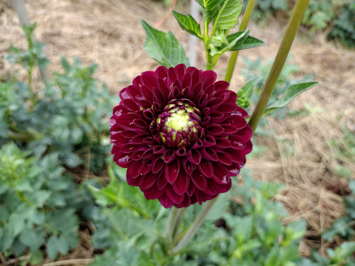 Hollyhill Regal