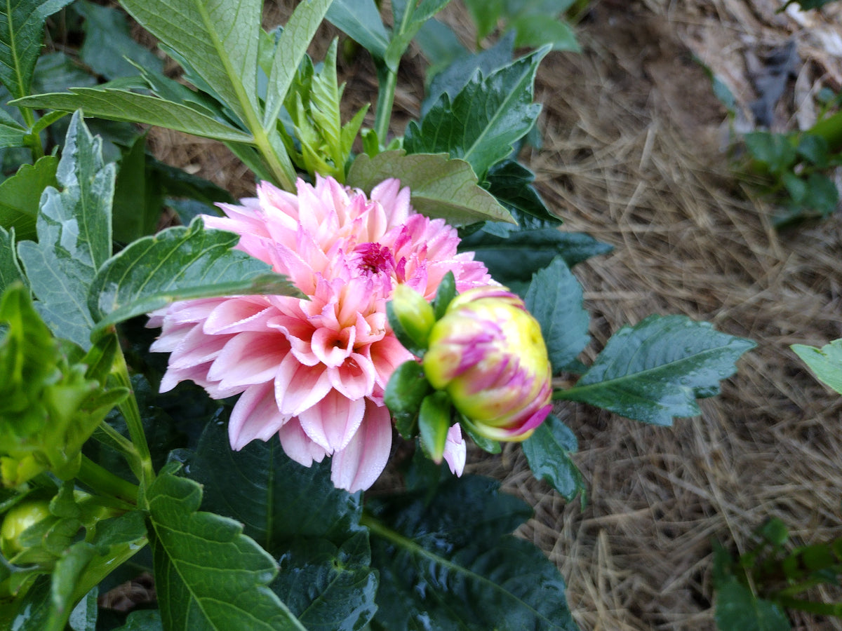 Princess Elizabeth (limited stock)