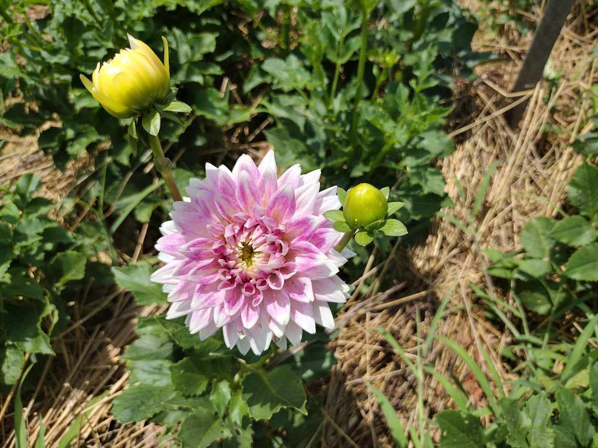 BJ's Dusty Rose