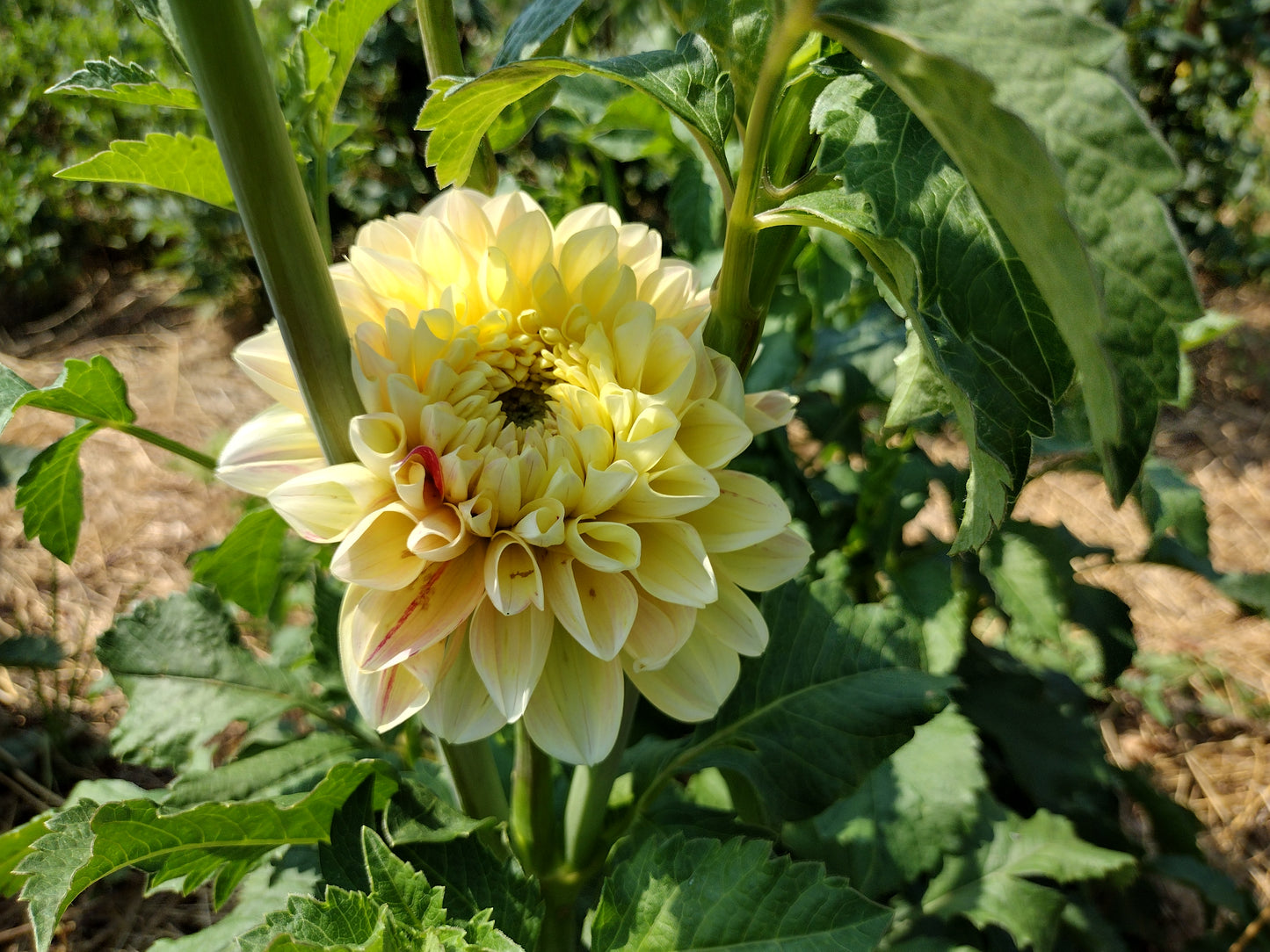 Honeydew