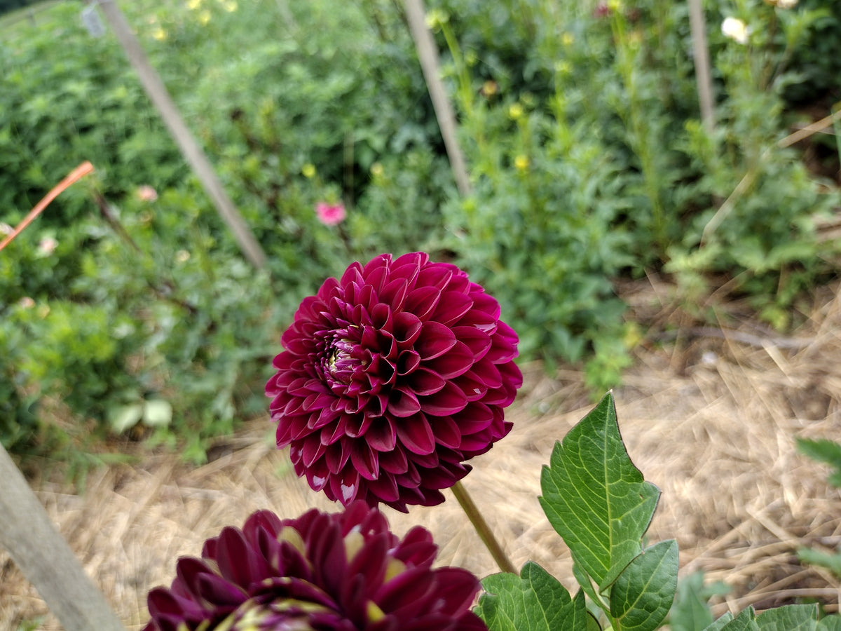 Hollyhill Regal