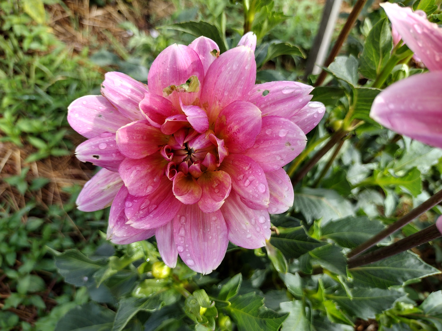 My Forever