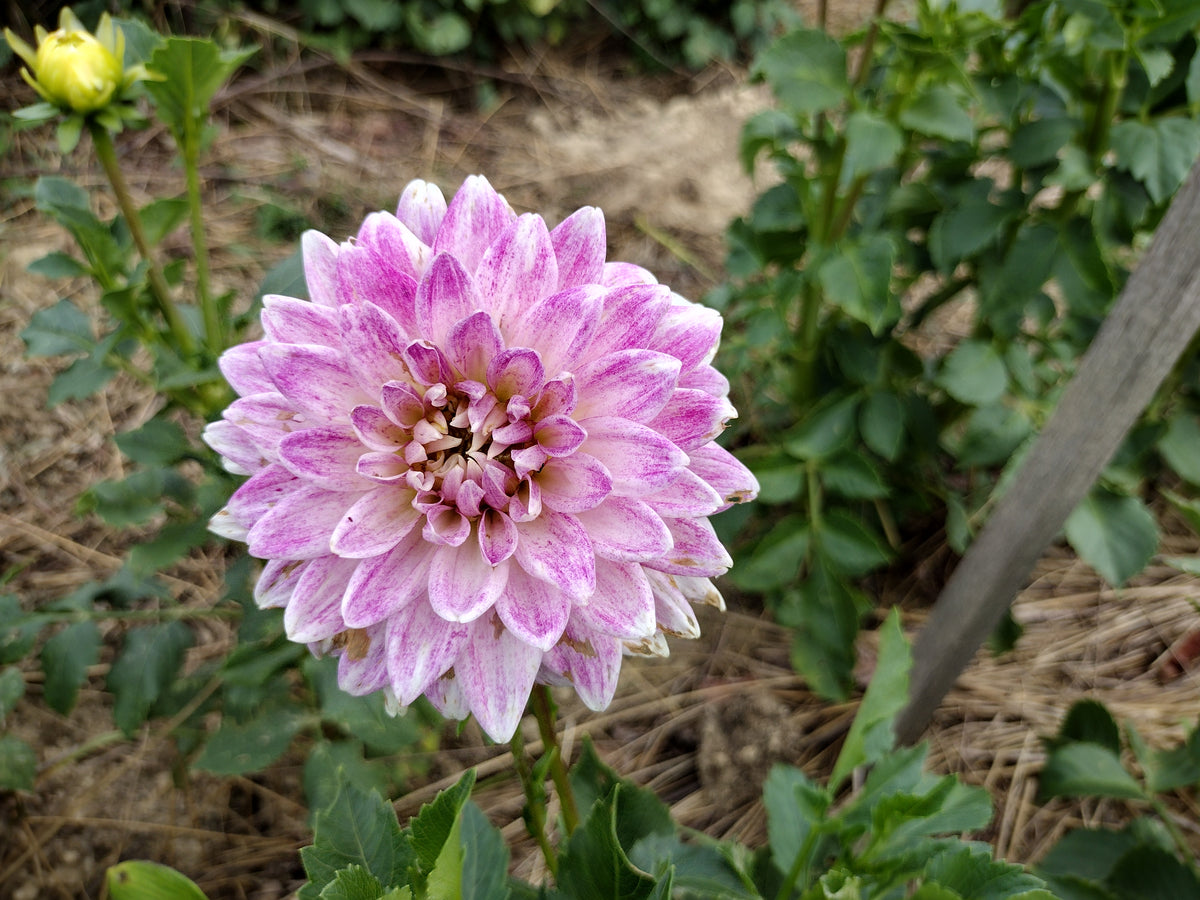 BJ's Dusty Rose