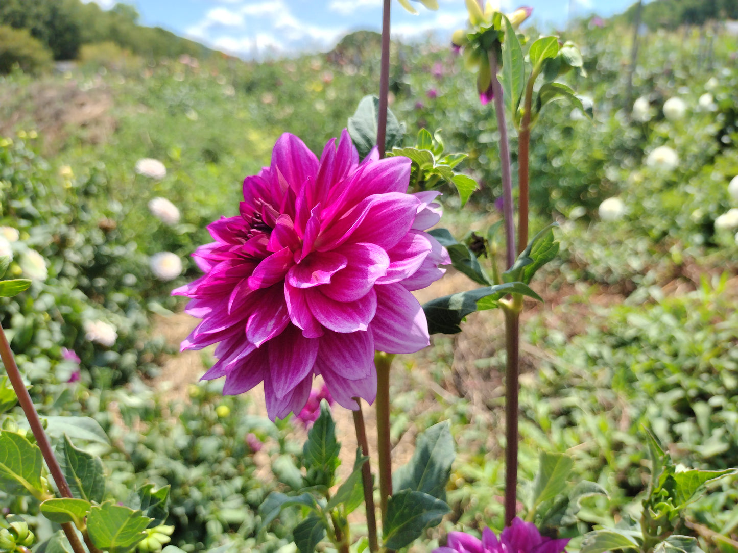 Blue Bell
