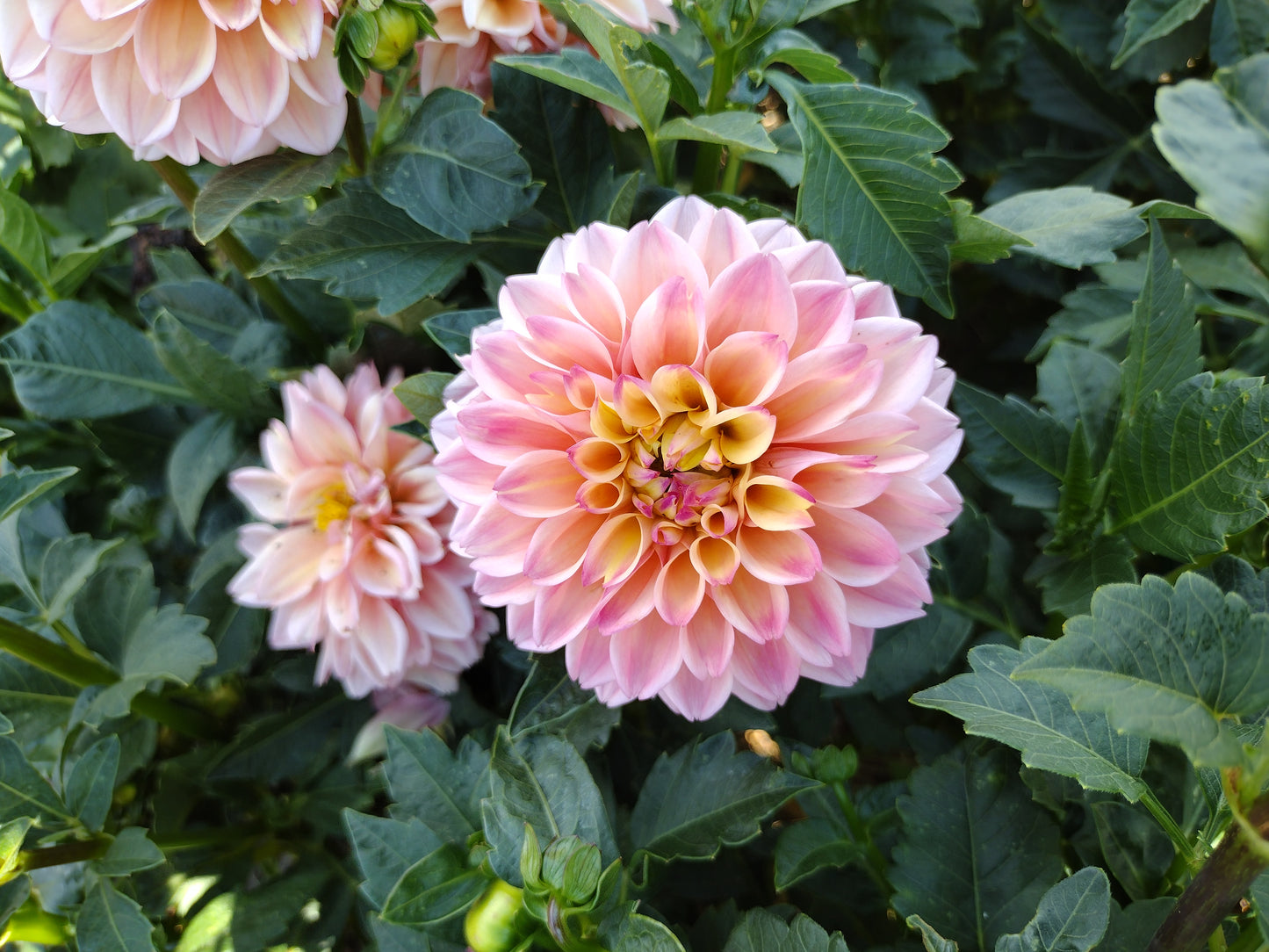 Princess Elizabeth (limited stock)