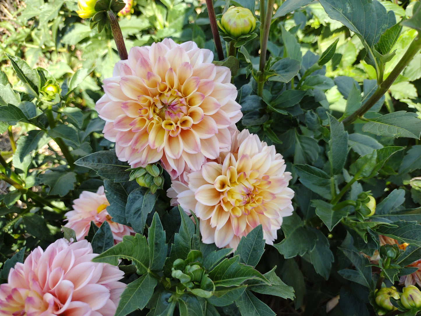 Princess Elizabeth (limited stock)