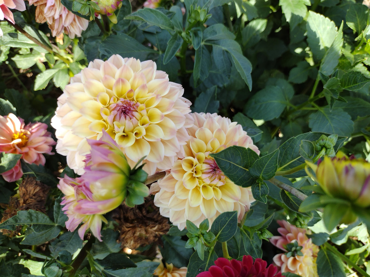 Princess Elizabeth (limited stock)