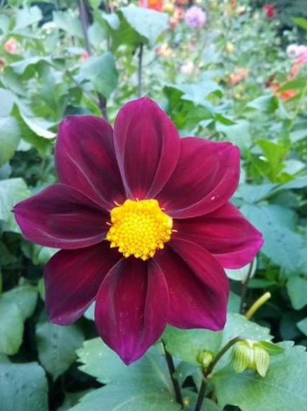2024 Dahlia seeds singles mix