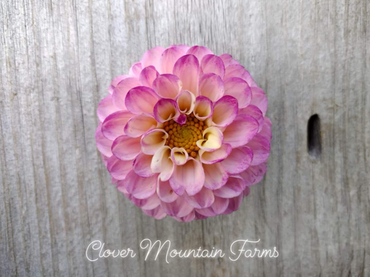 Dahlia Seeds: seed parent Bloomquist Wonderful