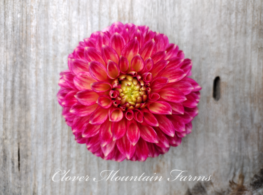 Camano Mystery (limited stock)