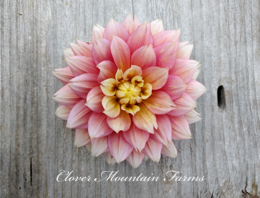 Fairytale (limited stock)