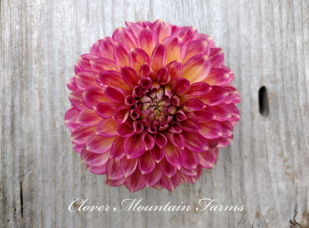 Camano Mystery (limited stock)