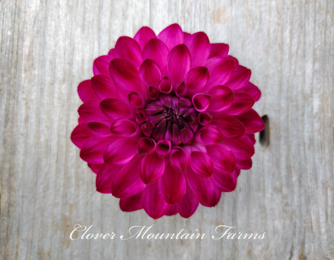 Bloomquist Vivian R (limited stock)