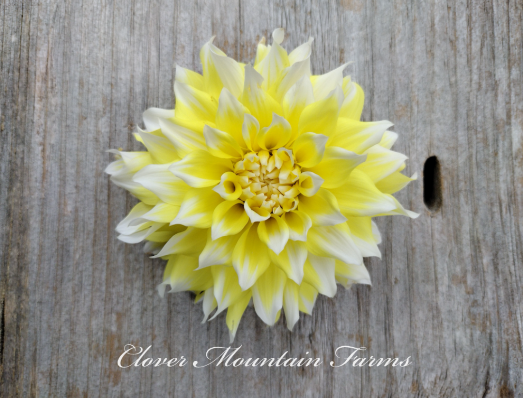 Lemon Meringue