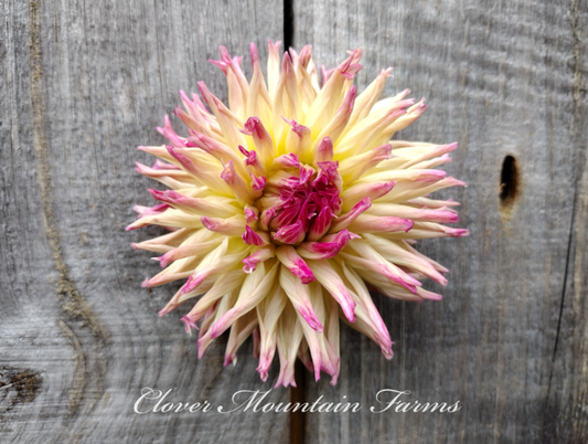 EV My Quil (limited stock)