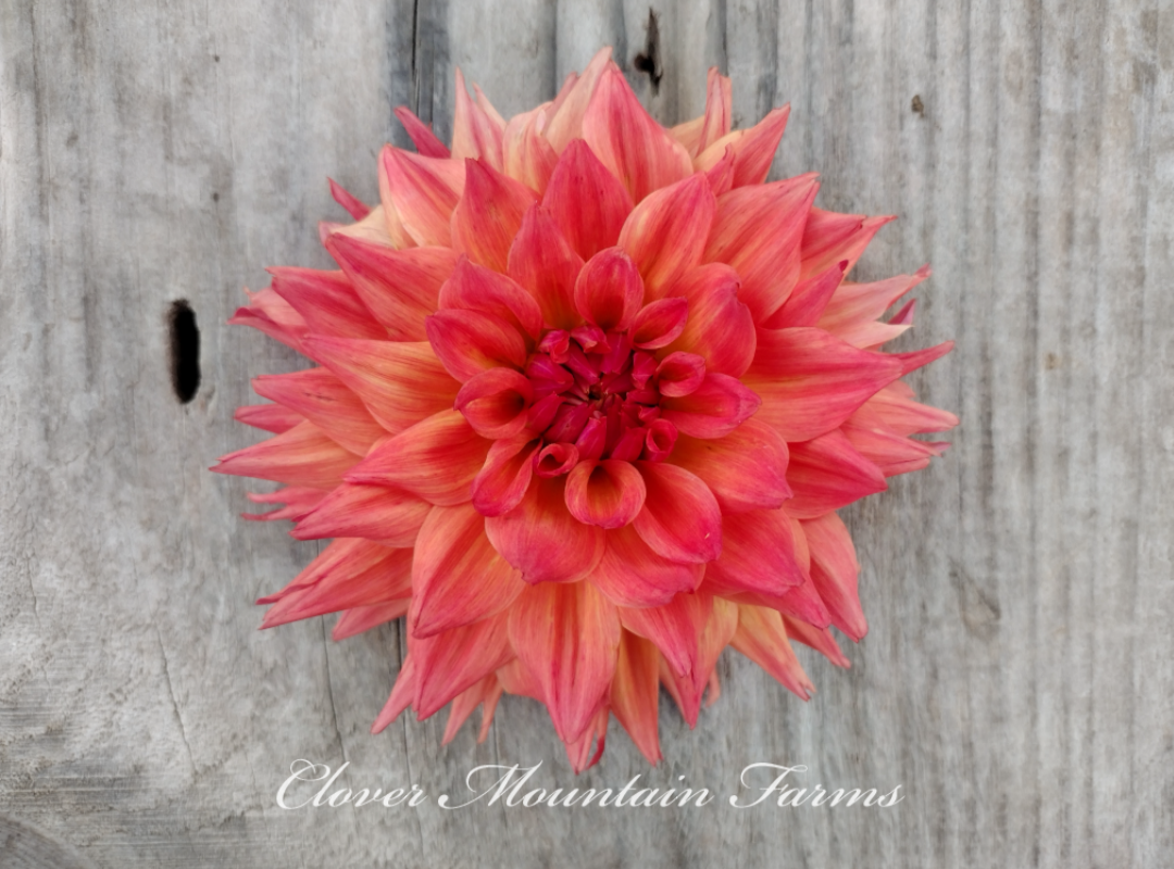 Bloomquist Autumn