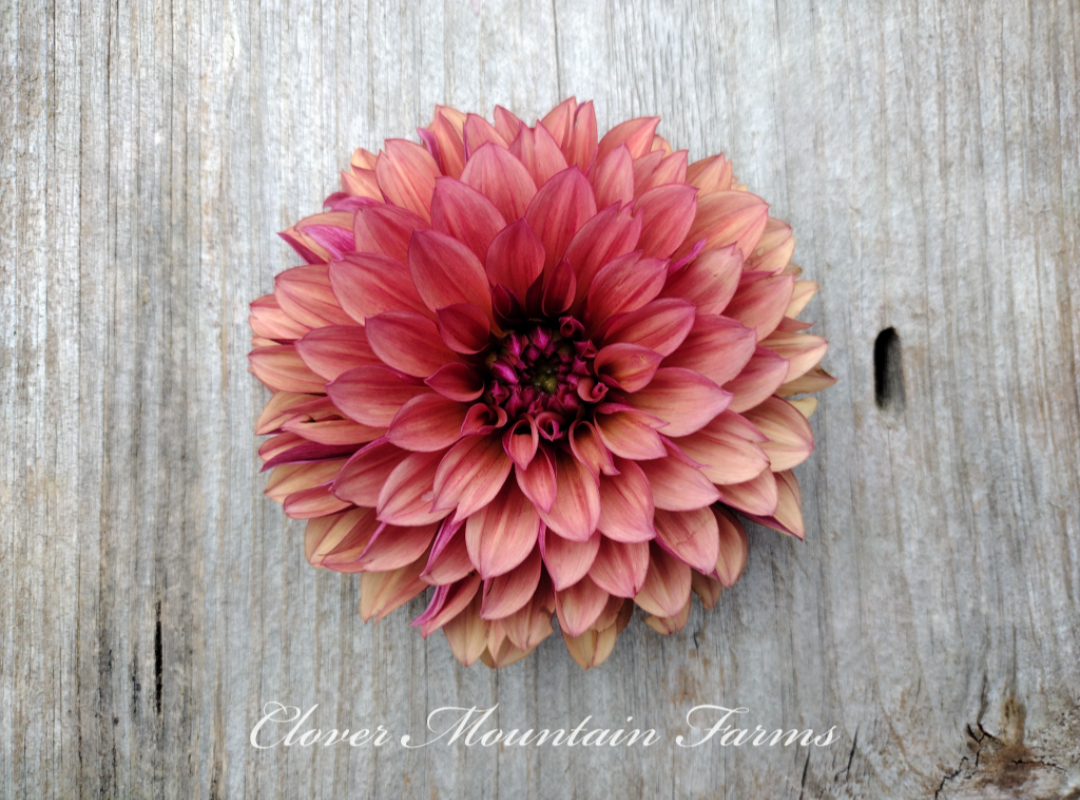 Danique (limited stock)