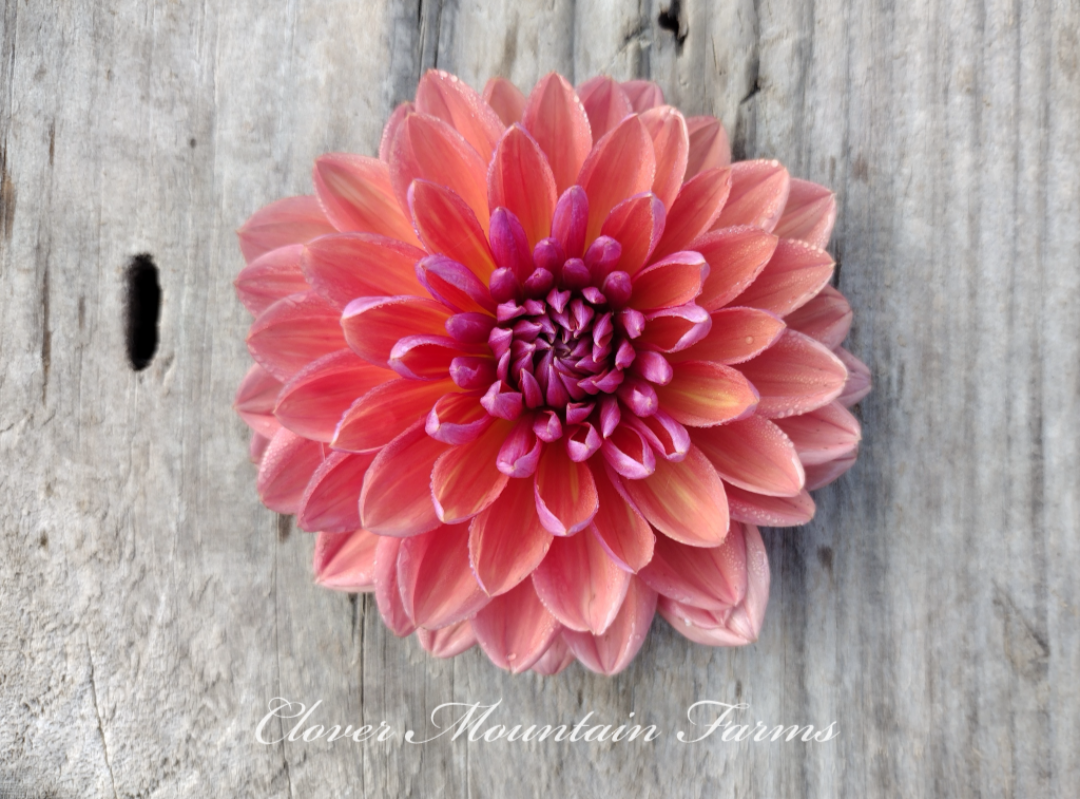 Dutch Pearl (limited stock)
