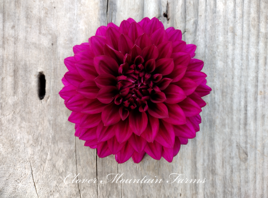 Hello Dahlia (limited stock)