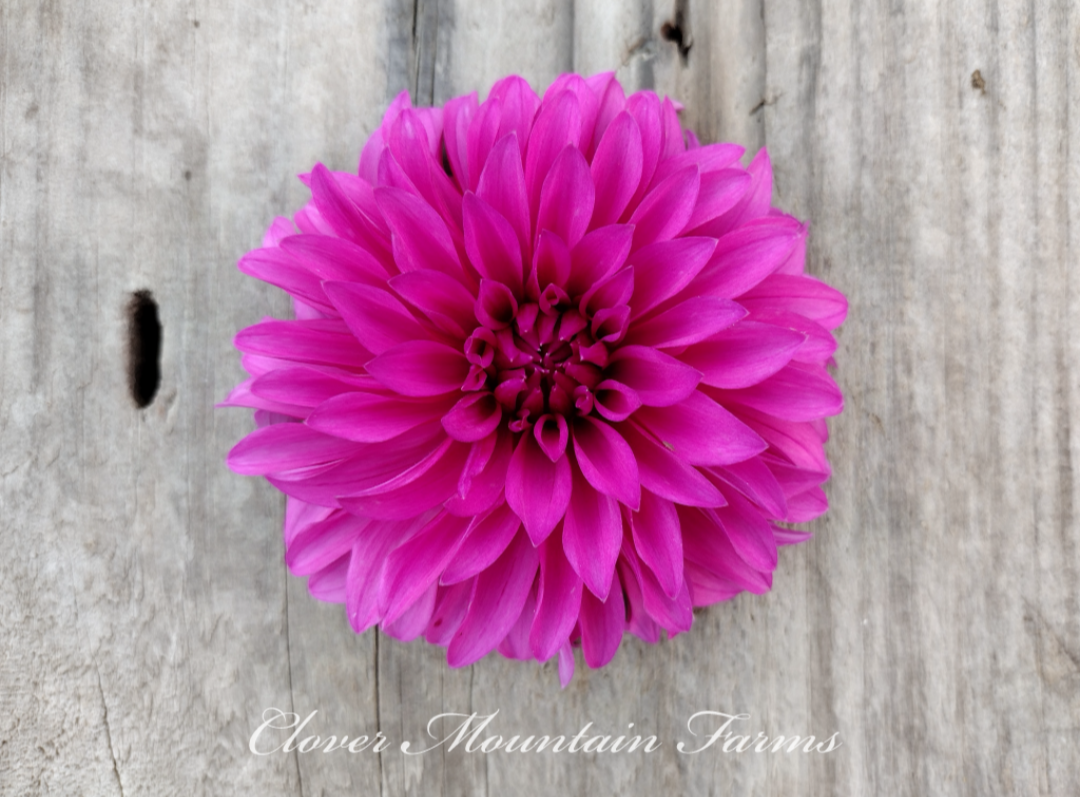Bloomquist Pinwheel (limited stock)