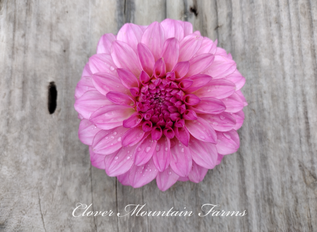 River's Bubblegum (limited stock)