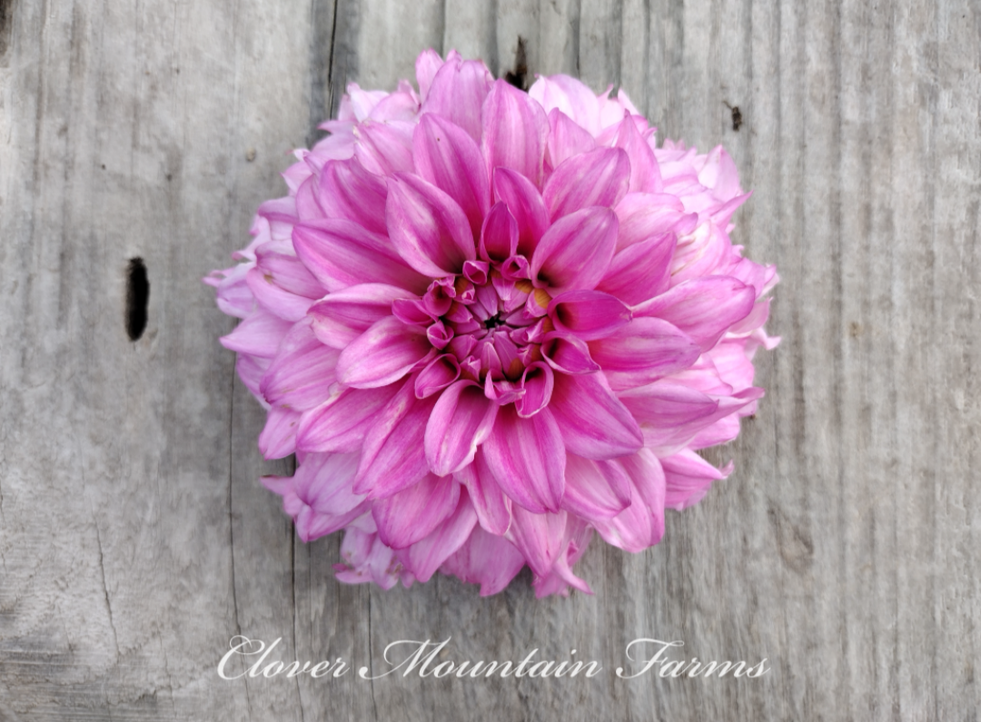 River's Bubblegum (limited stock)