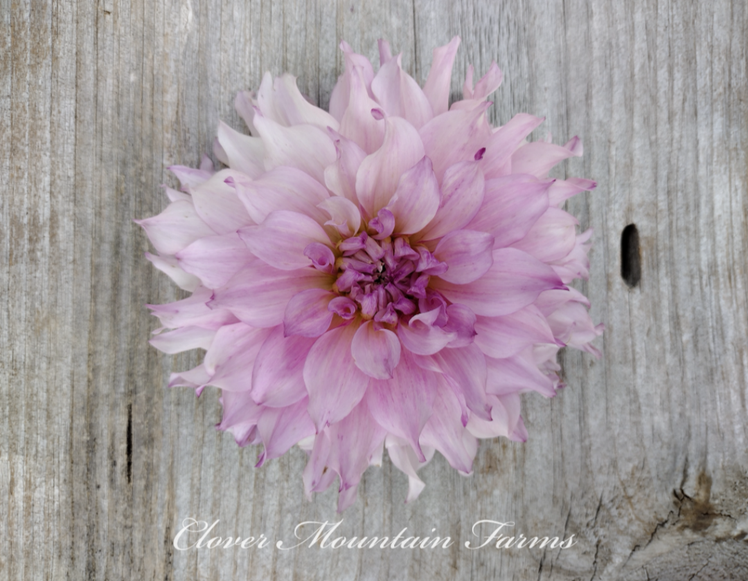 CMF Duchess 2025 Intro (limited stock)