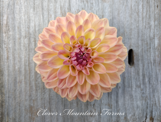 Bloomquist Alan (limited stock)