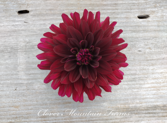 Hollyhill Black Beauty