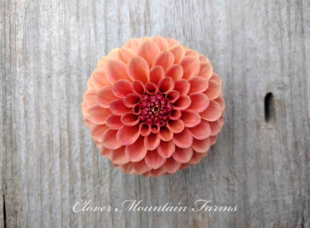Rose Toscano