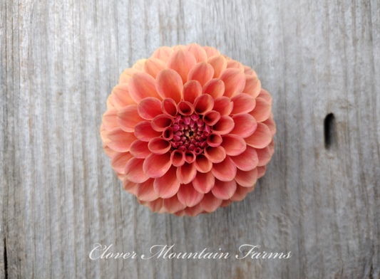 Rose Toscano