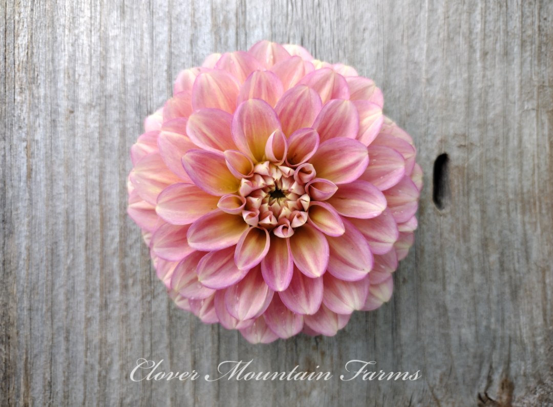 Milena Fleur (limited stock)