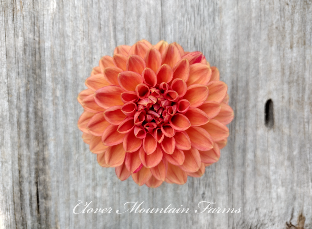Lark's Ebbe (limited stock)