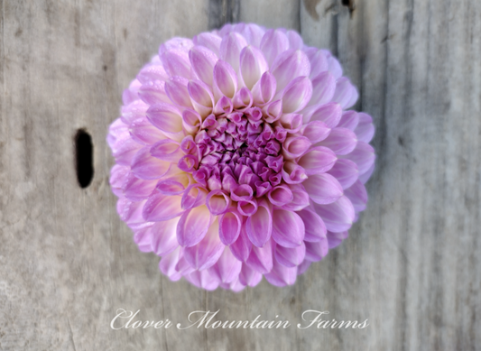 20th Ave Pure Prince