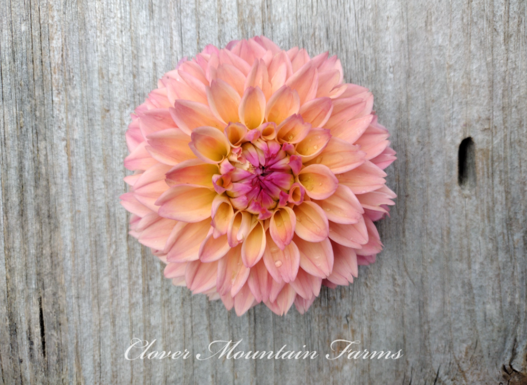 Princess Elizabeth (limited stock)