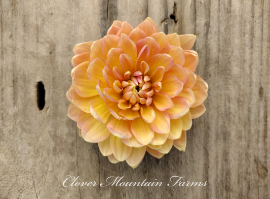 Sandia Susan (limited stock)